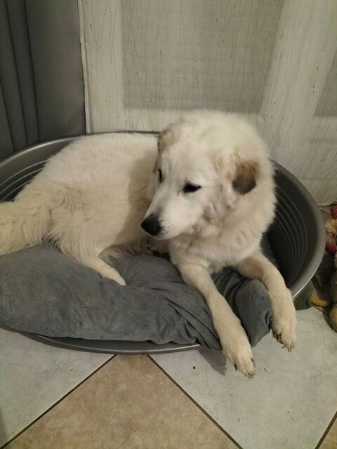 Don chienne patou 0 28110 Luc�