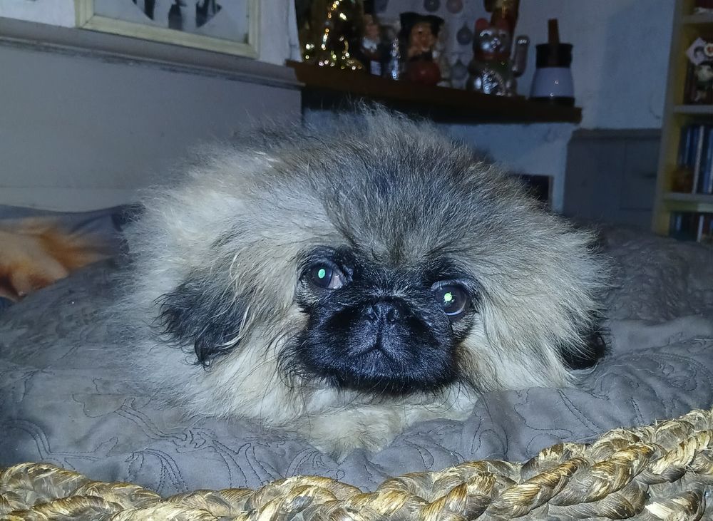   Chiot pekinois sable 