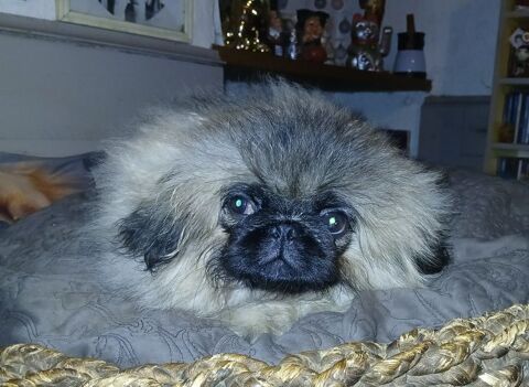 Chiot pekinois sable 1300 82200 Moissac