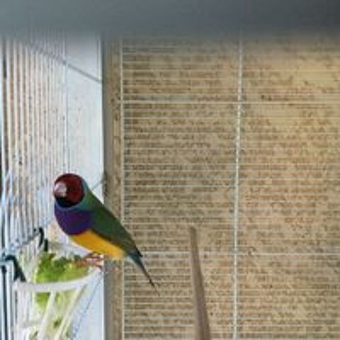   Diamant de Gould  