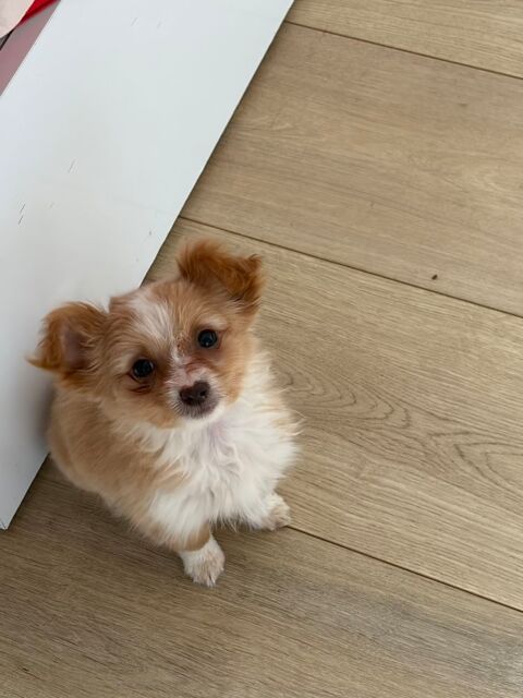 Chiot crois&eacute; spitz X chihuahua m&acirc;le  0 60270 Gouvieux