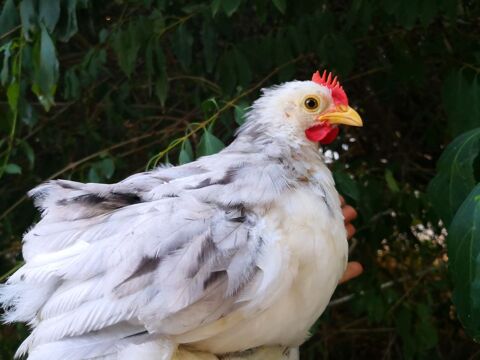 Jeune coq P&eacute;kin pure race 10 94700 Maisons-alfort