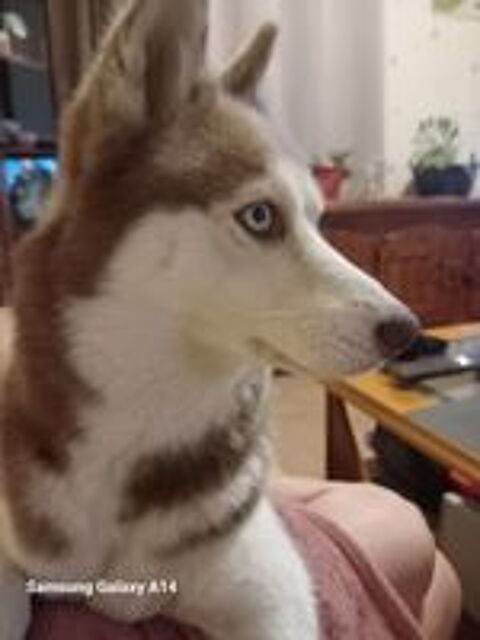   Donne contre bons Soins husky de 2 ans 