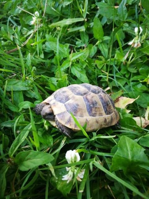 C&egrave;de juv&eacute;niles tortues de terre 90 31000 Toulouse