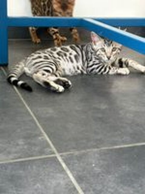    Chatons Bengal Silver et Brown avec magnifiques rosettes 