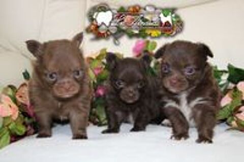   adorables chiots chihuahuas 