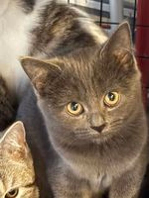   bristish shorthair mâle et femelle  