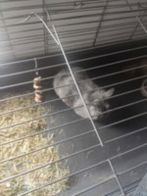   Lapin angora  