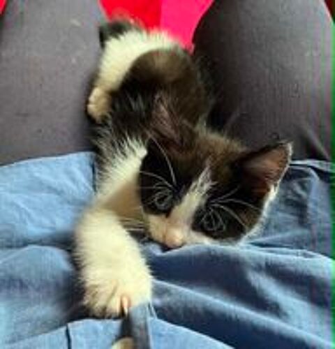   Merlin un petit bout parfait ! 