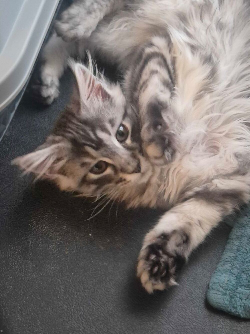 magnifique chaton Maine coon loof 