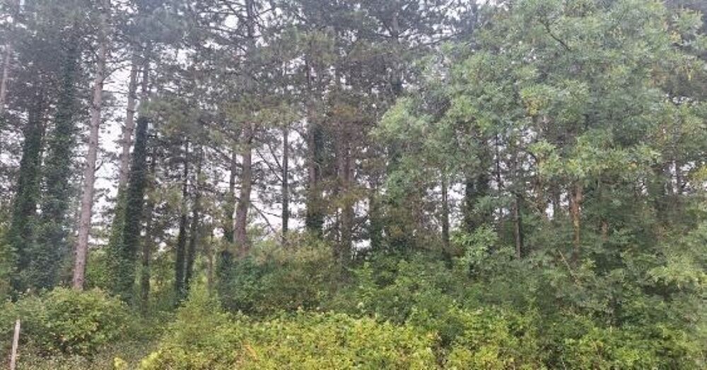 Vente Terrain Parcelle boisée - 3095m2 - Rosnay 85320 Rosnay
