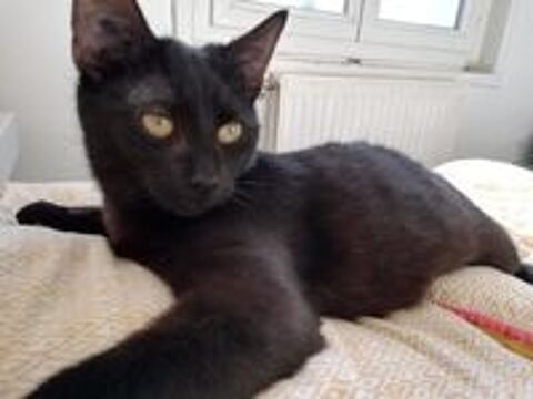   Odette 10 mois � l'adoption 