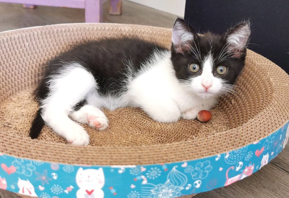   Chat PANDORA à l adoption 