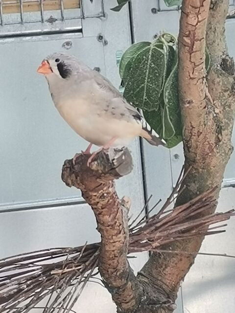 Mandarins mâles et femelles. 5 85300 Challans