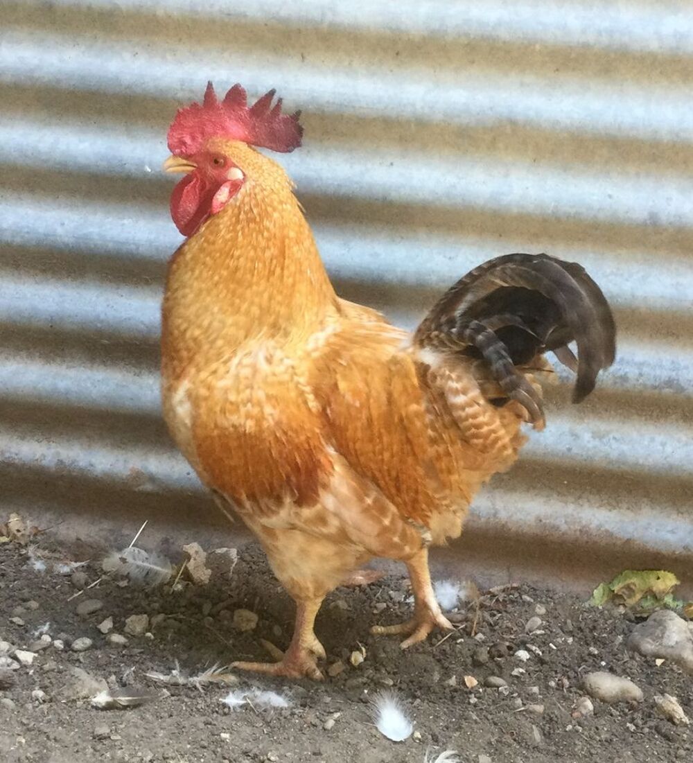   COQ ORANGE DE FERME REPRODUCTEUR 
