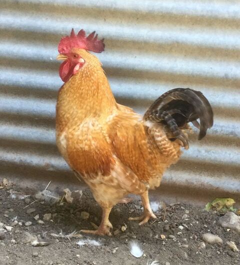 COQ ORANGE DE FERME REPRODUCTEUR 25 26700 La garde-adhémar