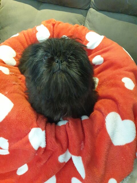 SPLENDIDE SHIH TZU FEMELLE NOIR BLEUT&Eacute;.. 680 86400 Civray