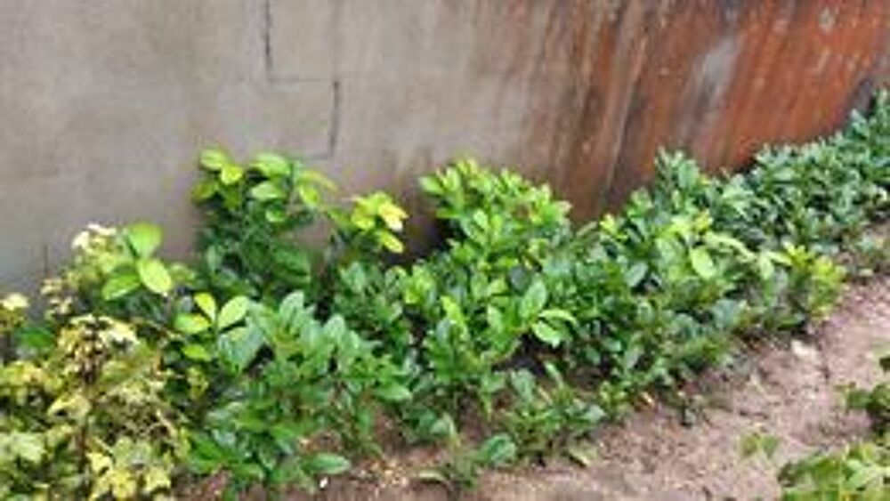 lauriers pour haie Jardin