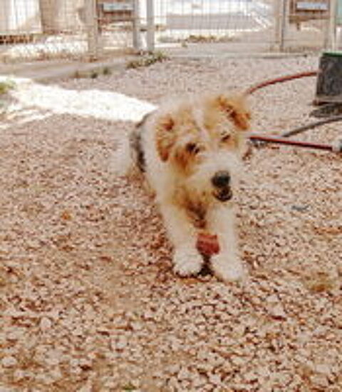   Goliath est à l'adoption! 