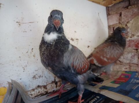 Pigeons cauchois sottobanca 0 62000 Dainville