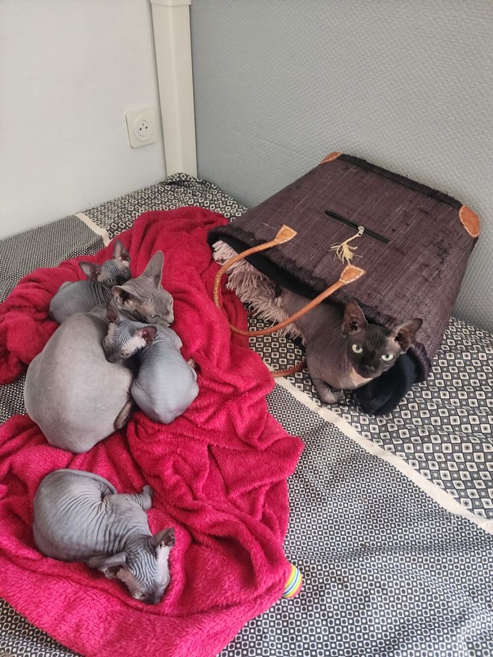   Chatons Sphynx Hairless Loof 