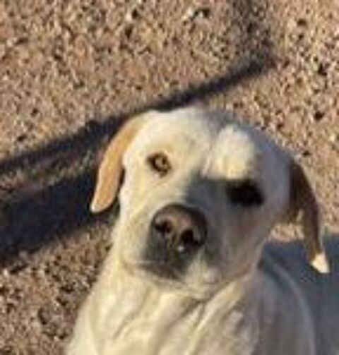 LAYA 320 27620 Gasny