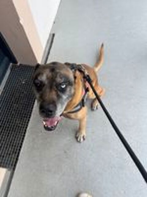  Don chien type cane corso x malinois  