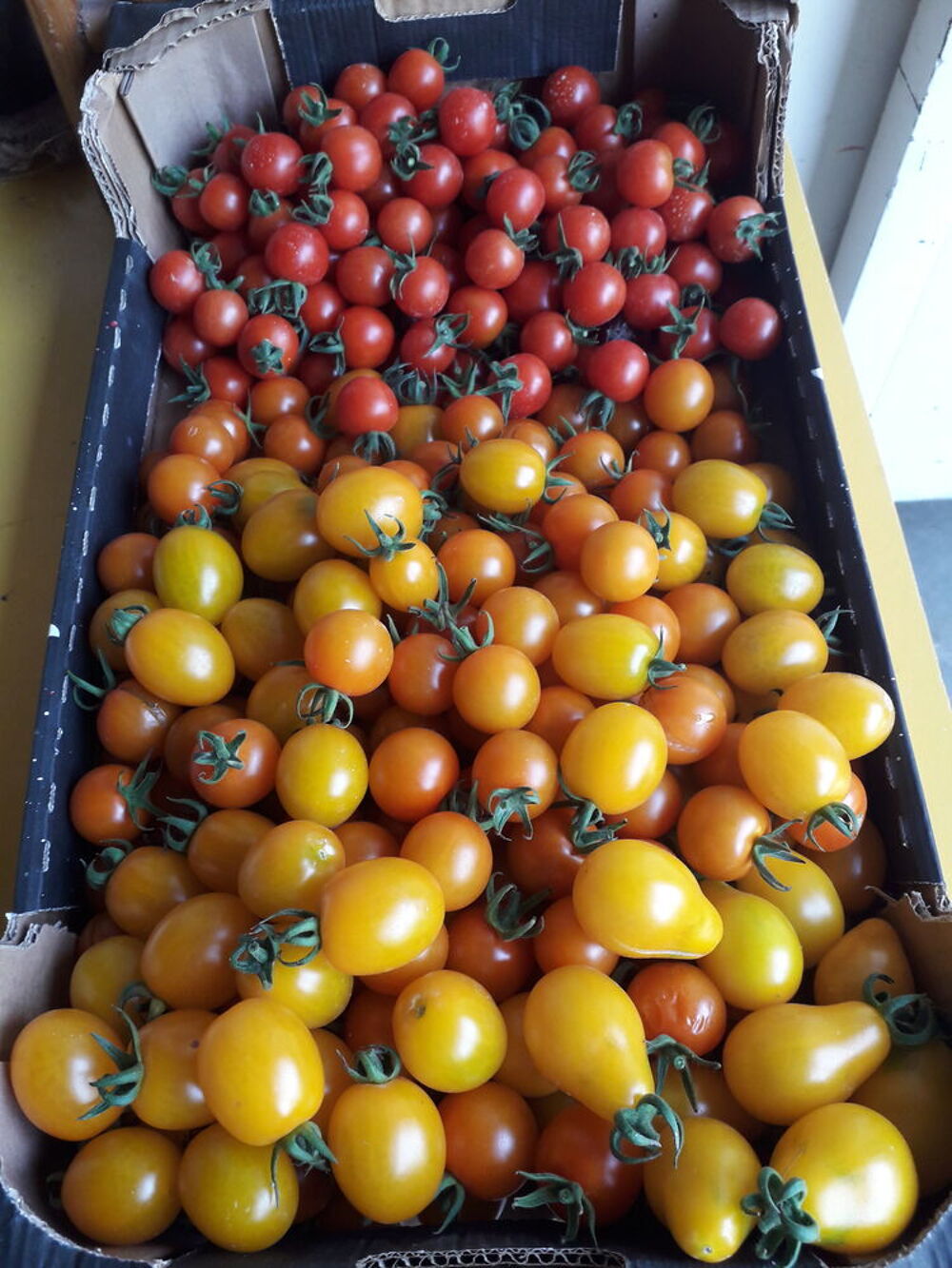 Tomates - tomates cerise diverses vari&eacute;t&eacute;s Jardin