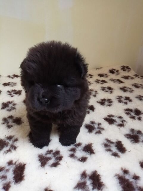 A r&eacute;server chiots chow chow  1600 19700 Saint-cl�ment