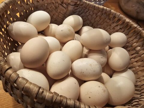 Oeufs Poule Soie Barbue Blanche 2 24100 Bergerac