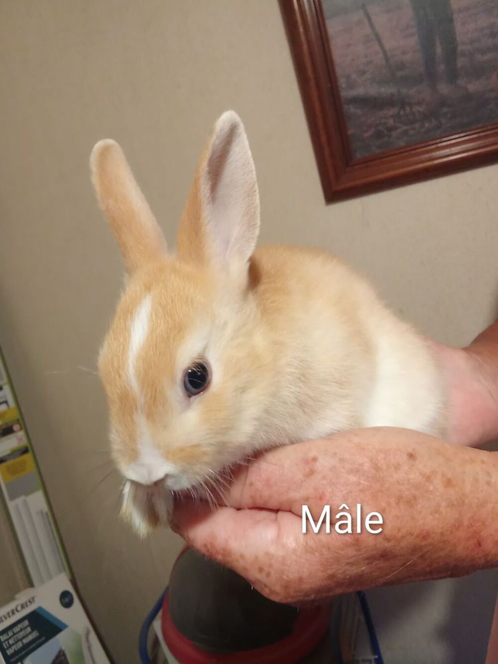   Bébé lapin mâle 85140 