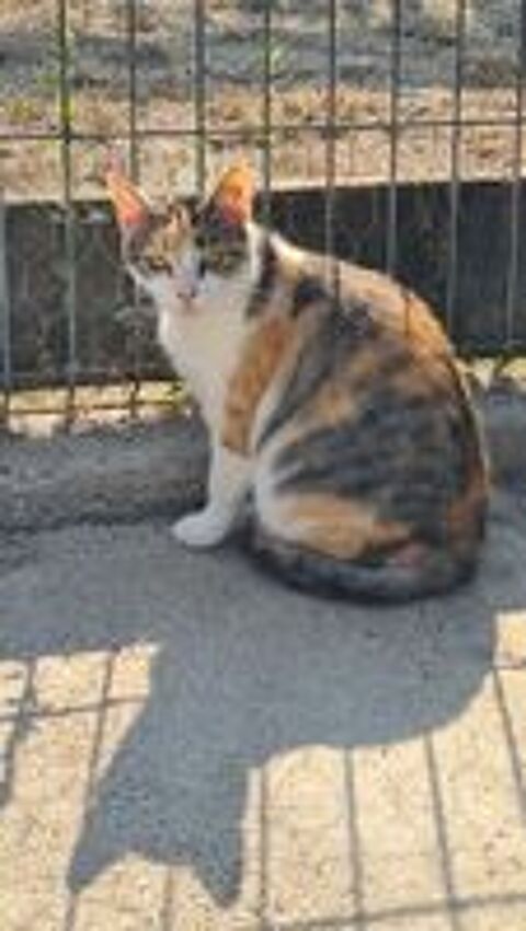   VALENTINE minette tricolore 2 ans 