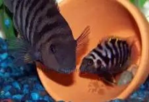 cyclid&eacute;es nigros &agrave; donner 0 27140 Gisors