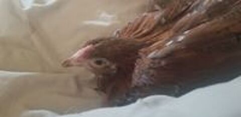   2 poussins ns le 24 janvier  2025. Presque 4 mois.
