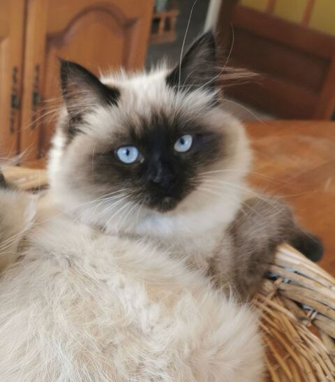 Chatons sib&eacute;riens &agrave; adopter  1200 87520 Veyrac