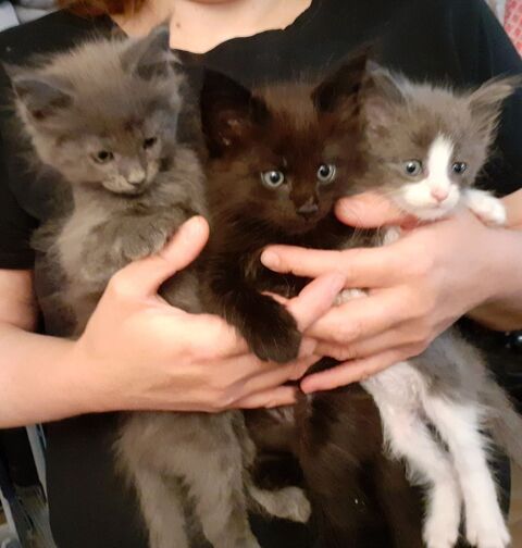 Magnifiques chatons Maine Coon pure race non LOOF &agrave; r&eacute;server 750 91160 Longjumeau