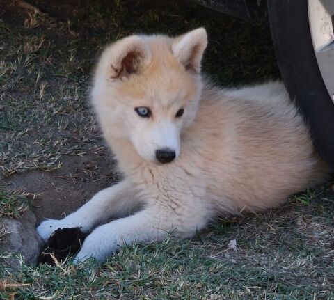 3 magnifiques pomskies F3 disponibles 2000 13129 Salin de giraud
