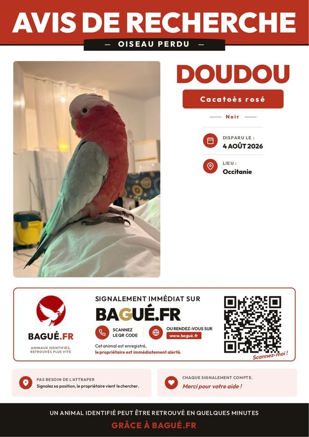   Cacatoès Rosalbin perdu  