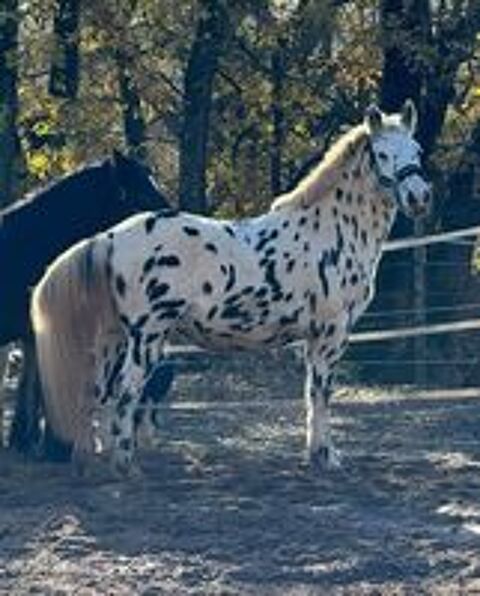   Petit cheval appaloosa lopard 