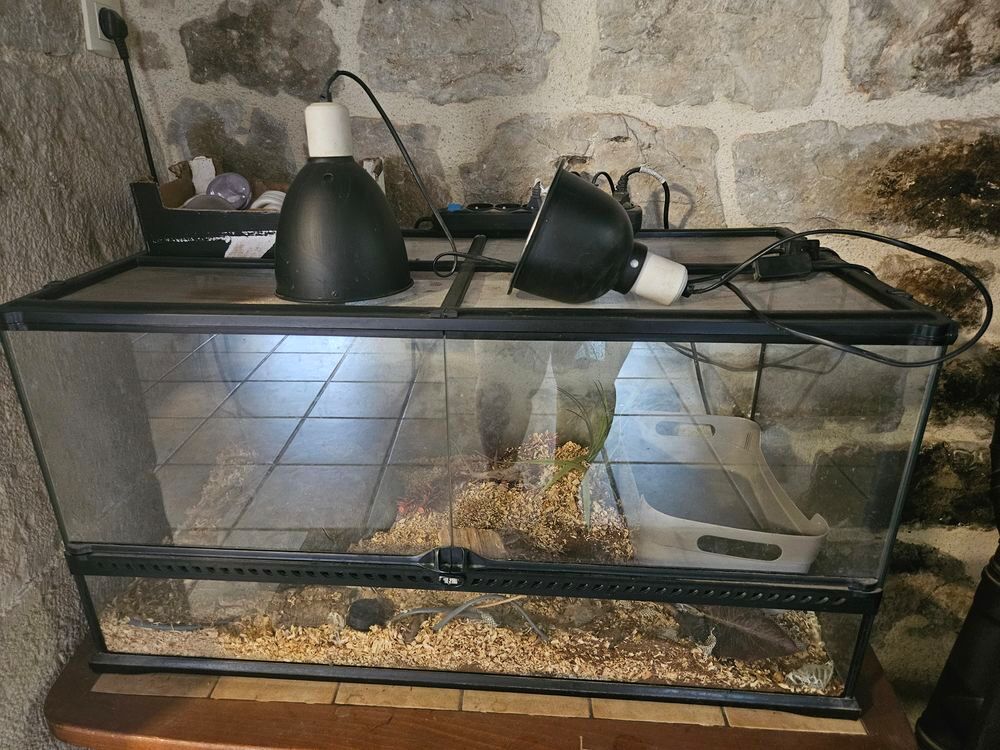 Terrarium (x2) et un occupant (boa) 
