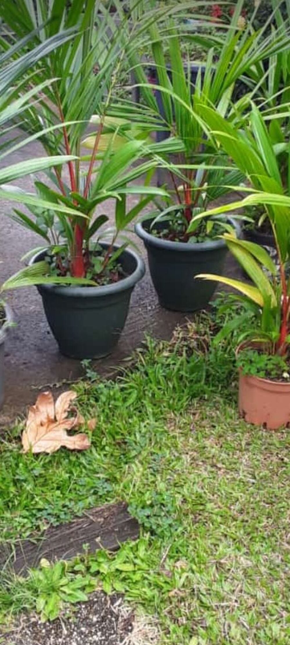 palmier rouge haute de 75cm &agrave; 80 Cm Jardin
