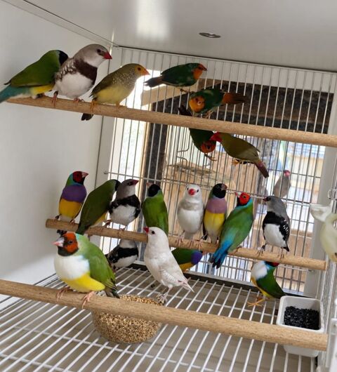 Diamant de Gould 31600 Muret