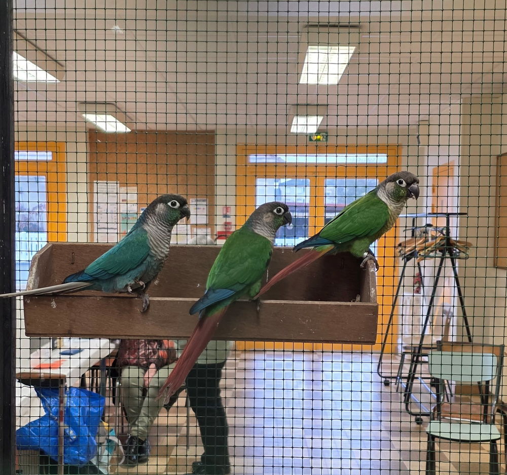  perruche conure 
