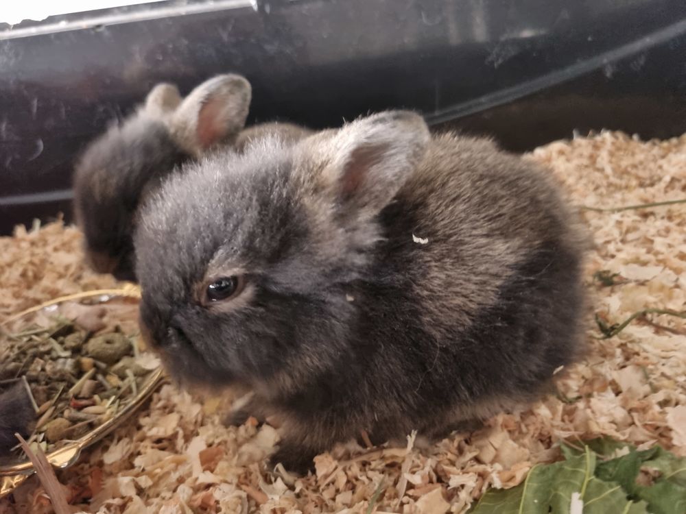   Lapin nain  