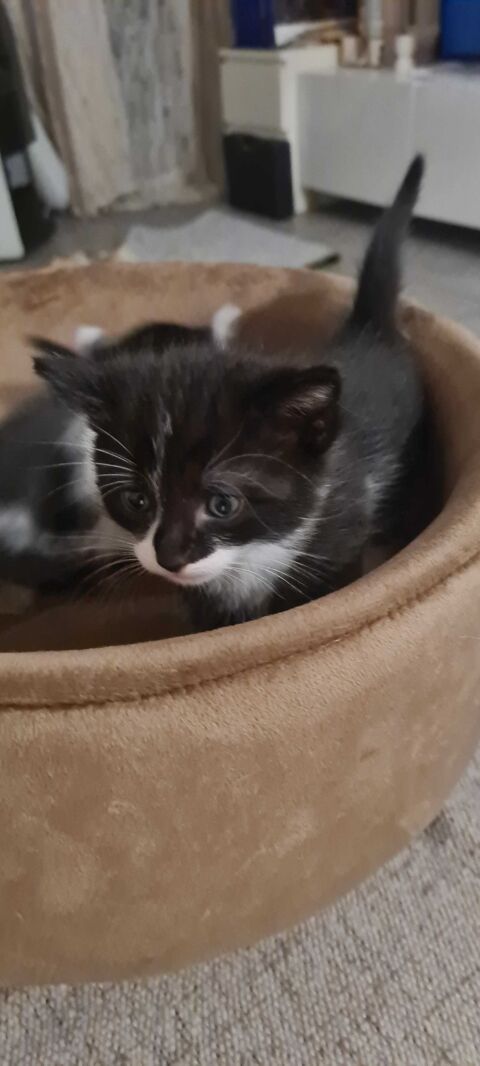 chaton mle 69110 Sainte-foy-ls-lyon