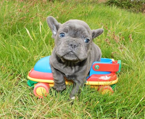 NEBKC, Superbe Bouledogue Français. 990 01340 Jayat