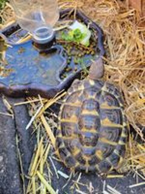   Tortue H 
