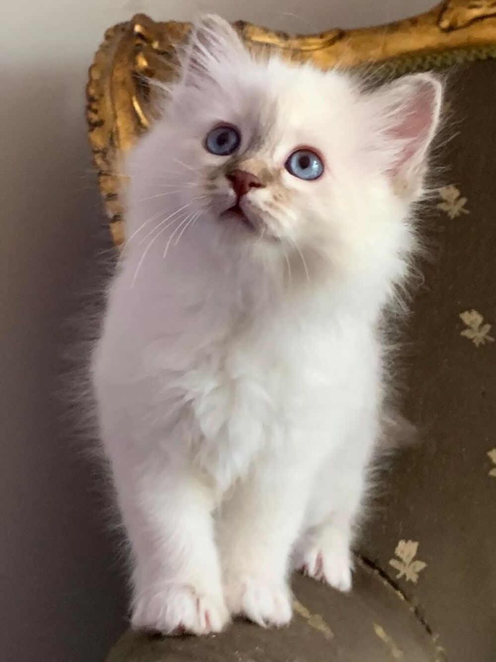   Superbe Chatons Sacré de Birmanie  