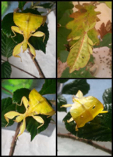   Phasme feuille  