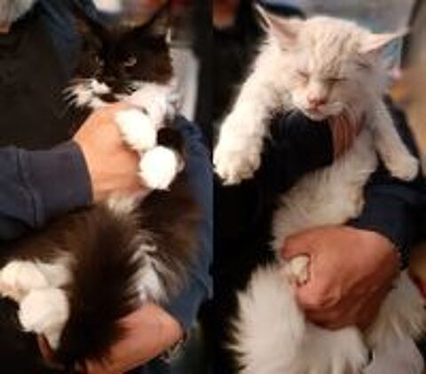   Magnifiques chatons Maine Coon pure race non LOOF � r�server 